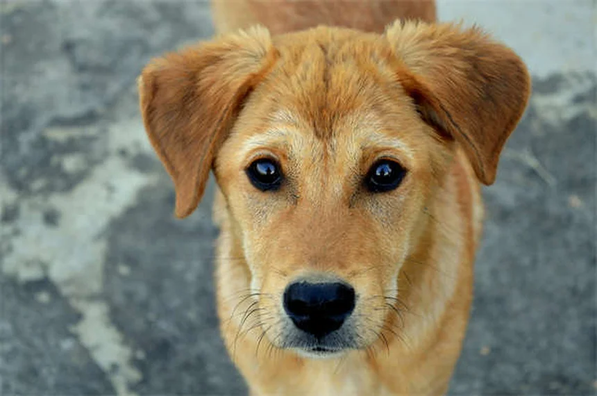 犬の発疹、見分け方と原因と対策を獣医師が解説