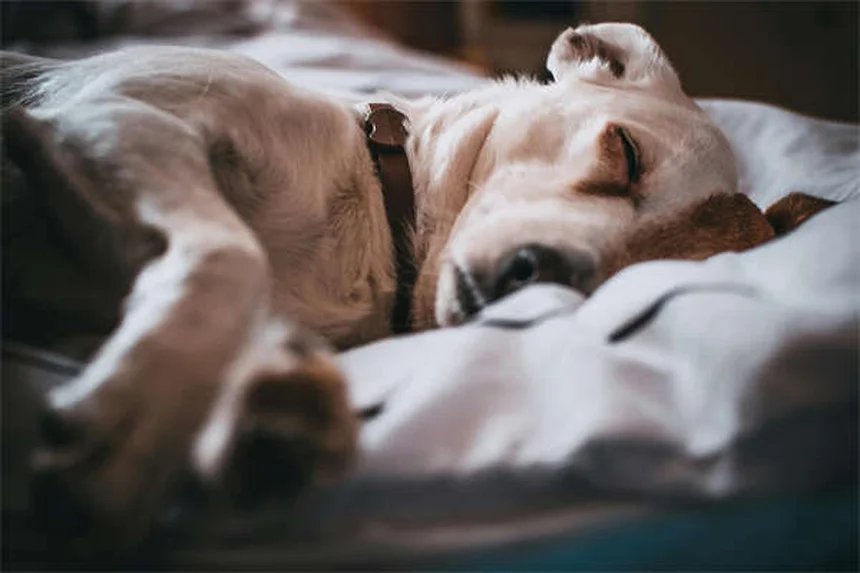 シニア犬用フードの選び方5選！健康寿命を延ばすコツ