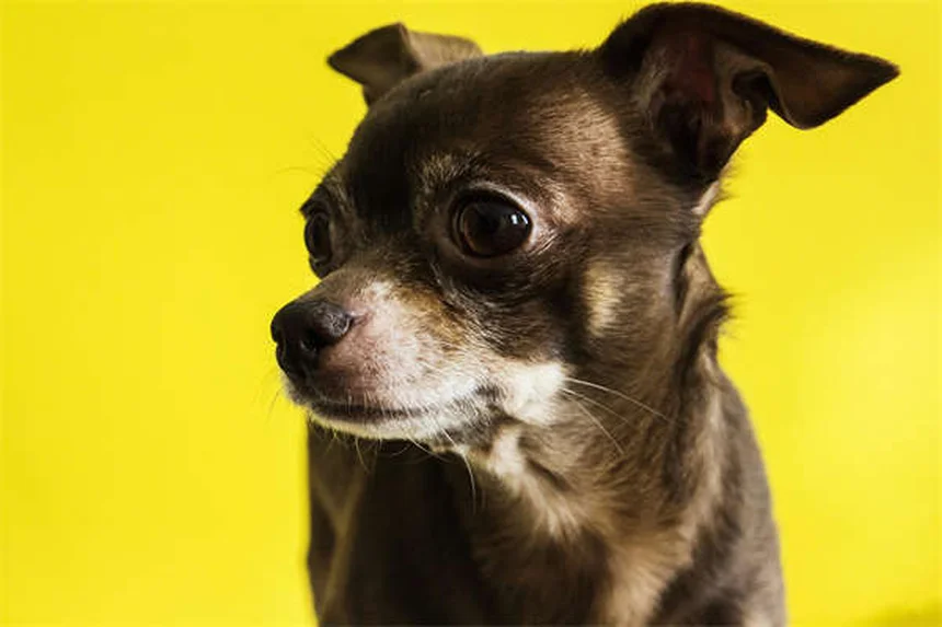 愛犬の目に血が！前房出血の症状と原因を徹底解説