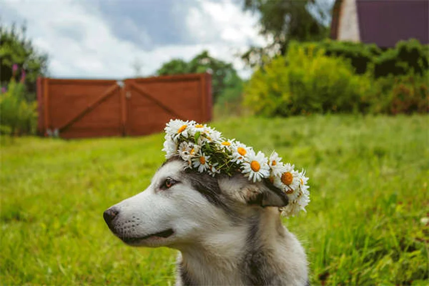 愛犬の目に血が！前房出血の症状と原因を徹底解説