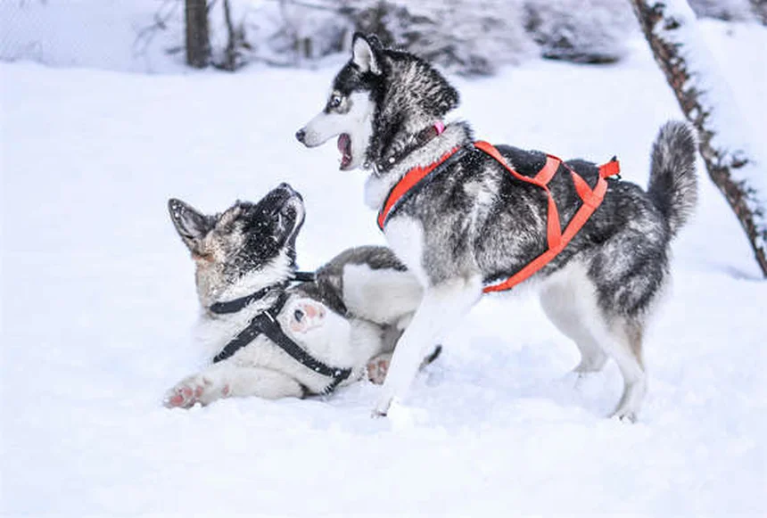 愛犬の目に血が！前房出血の症状と原因を徹底解説