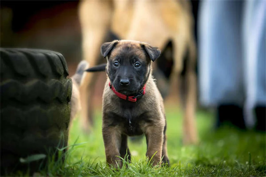 茶杯犬は買ってはいけない？知っておきたい健康リスクと倫理問題