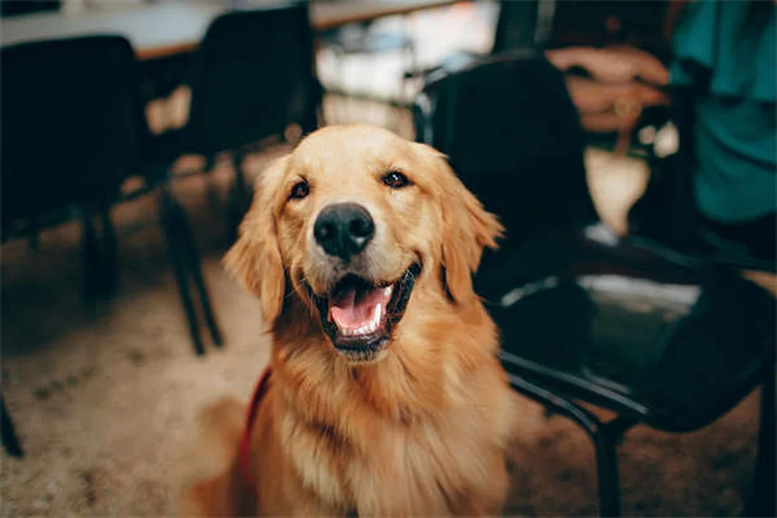茶杯犬は買ってはいけない？知っておきたい健康リスクと倫理問題