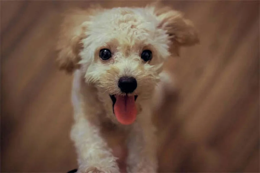 犬の痒み止めテマリルP！知っておくべき効果とリスク