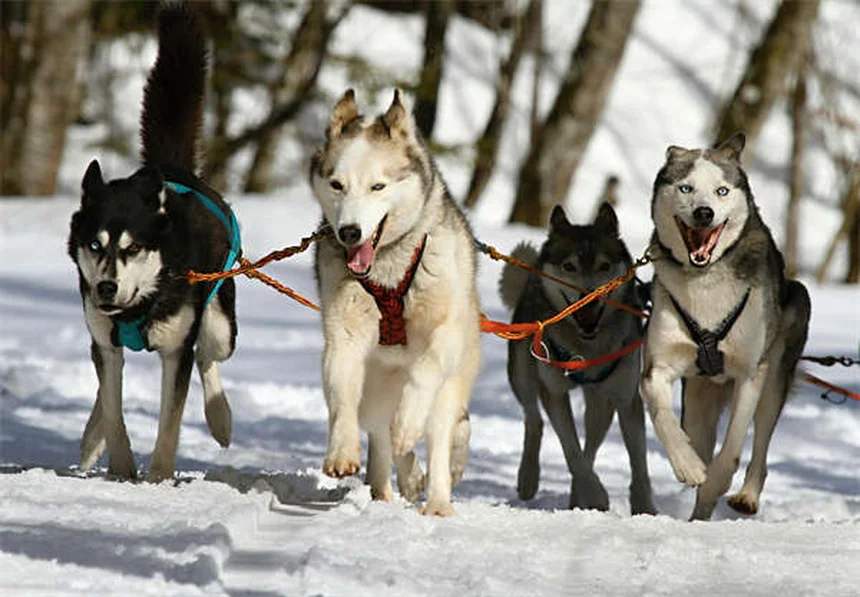 スキージョリングの始め方！愛犬に適した犬種と必須装備をチェック