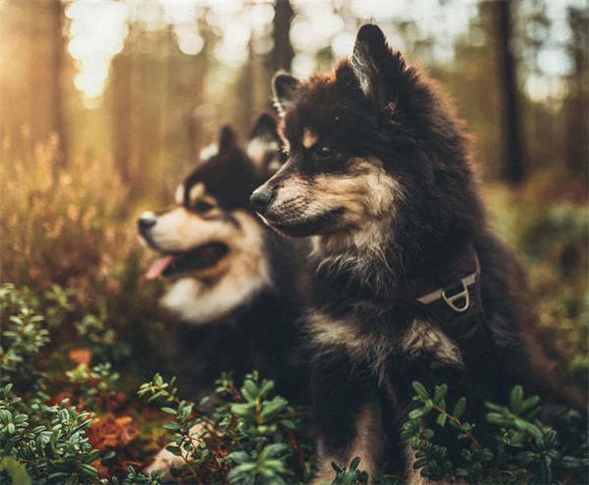 スキージョリングの始め方！愛犬に適した犬種と必須装備をチェック