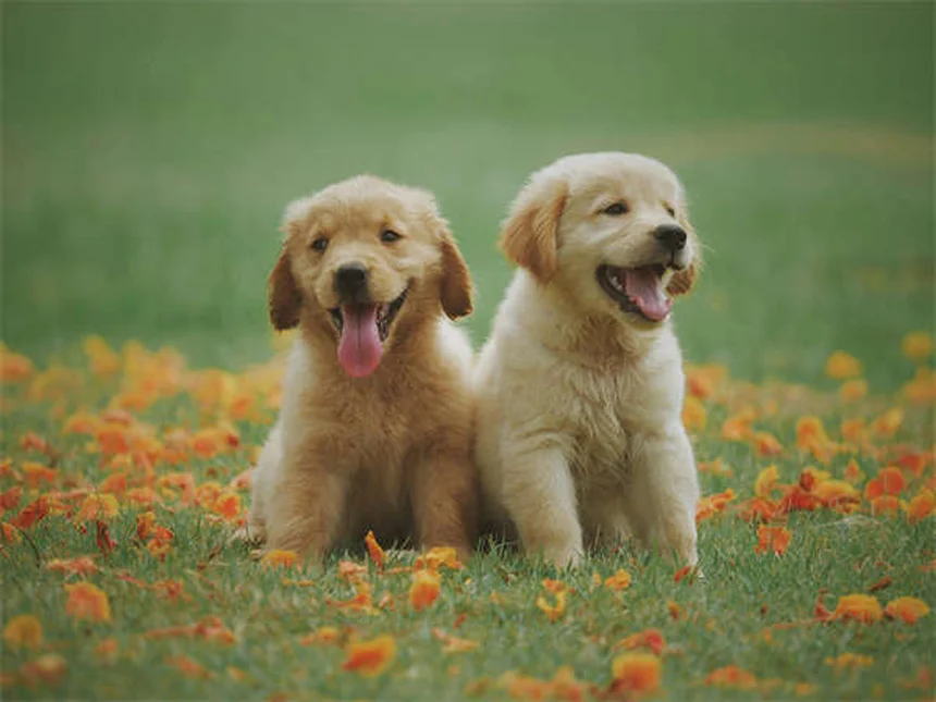 犬のDNA検査でわかった！混血犬に本当に多い犬種TOP6