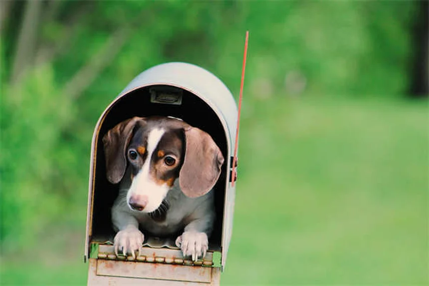 犬の睡眠障害4選｜いびきや突然の倒れ、夜中の暴れの原因と対処法